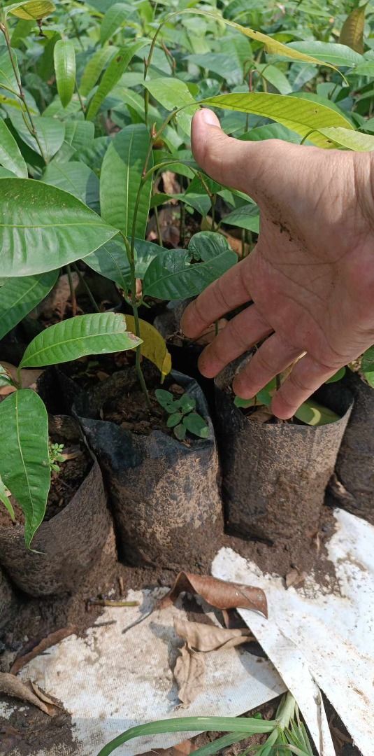Maprang / Mango Plum (Category: Plants & Seeds) located in Los Banos. Submitted by seaalionn (Listing ID 1461168781, Image 2). Description: Rare exotic fruit-bearing tree Lasang manga-sinegwelas ang prutas Propagated from seed, ~1ft to 1.5ft tall Grafted ~1ft to 1.5ft.