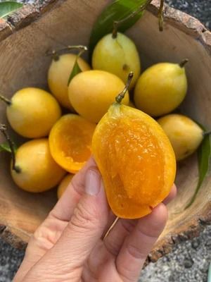 Maprang / Mango Plum (Category: Plants & Seeds) located in Los Banos. Submitted by seaalionn (Listing ID 1461168781, Image 3). Description: Rare exotic fruit-bearing tree Lasang manga-sinegwelas ang prutas Propagated from seed, ~1ft to 1.5ft tall Grafted ~1ft to 1.5ft.