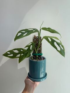 （分類：）位於 。 由 florencehk 提交（商品編號 1461164677，圖片 1）。簡介： 。