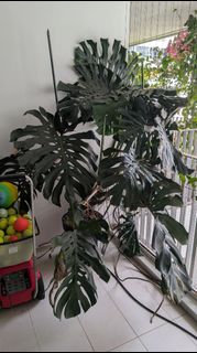 (Category: ) located in . Submitted by disconnec (Listing ID 1461204385, Image 1). Description: .