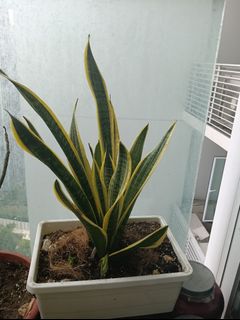 (Category: ) located in . Submitted by hssoh2 (Listing ID 1461239585, Image 1). Description: .