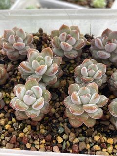 (Category: ) located in . Submitted by qq_garden (Listing ID 1461141362, Image 1). Description: .
