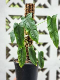 (Category: ) located in . Submitted by utaniaplants (Listing ID 1461166009, Image 1). Description: .