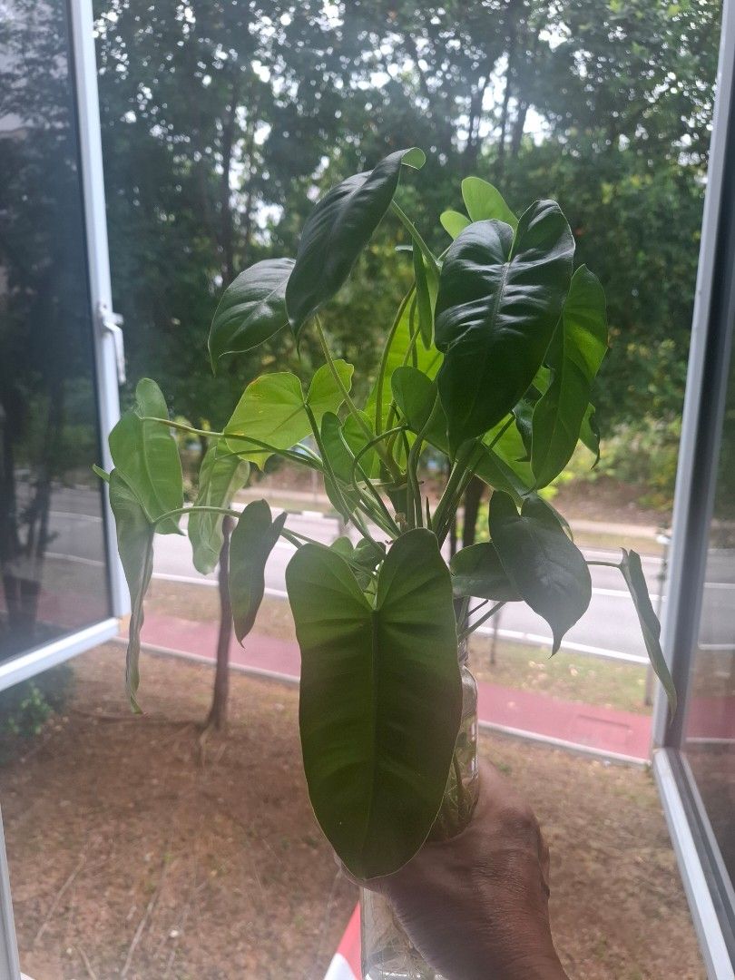 Philoderdron (Category: Plants & Seeds) located in Singapore. Submitted by yeoyeomax (Listing ID 1461162411, Image 3). Description: - Healthy Philodendron plant - Currently growing in water - Features lush, vibrant green leaves - Strong and well-developed root system - Ideal for indoor decoration.