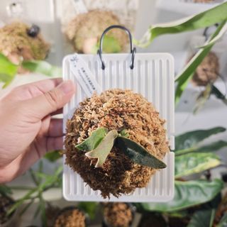 (Category: ) located in . Submitted by d.botanics (Listing ID 1461241167, Image 1). Description: .