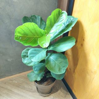 (Category: ) located in . Submitted by lokitai (Listing ID 1451817379, Image 1). Description: .