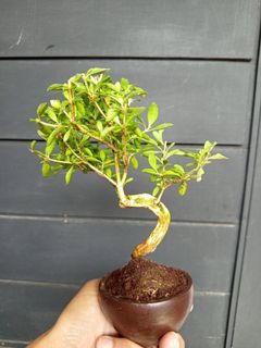 (Category: ) located in . Submitted by sindo.sg (Listing ID 1461153771, Image 1). Description: .