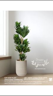 （分類：）位於 。 由 dreamplants 提交（商品編號 1461223889，圖片 1）。簡介： 。