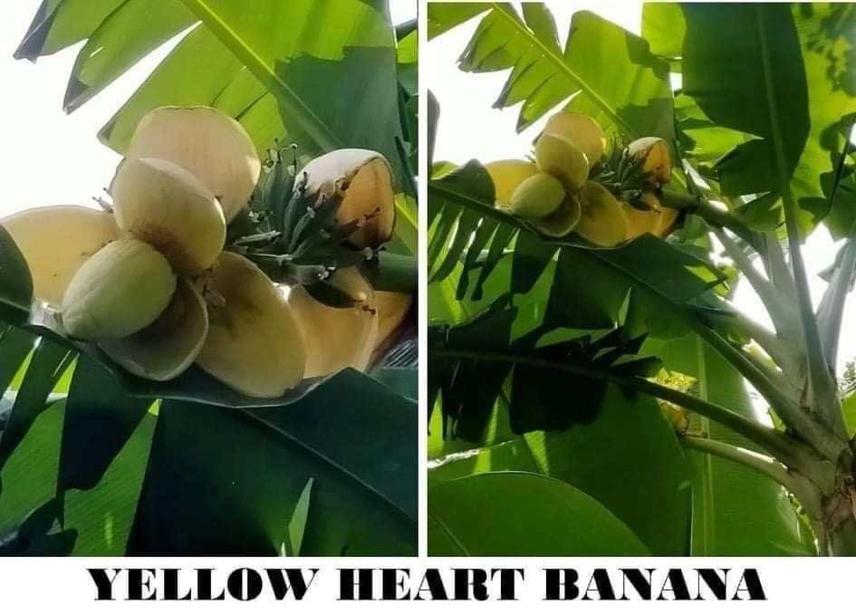 Yellow Heart Banana (Category: Plants & Seeds) located in Los Banos. Submitted by seaalionn (Listing ID 1461169378, Image 1). Description: Cardava-like fruits with visible seeds, edible. Edible blossoms, more delicious than red blossoms. Planting material propagated from rhizomes available..