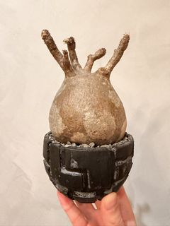 （分類：）位於 。 由 benxbenson 提交（商品編號 1461479500，圖片 1）。簡介： 。