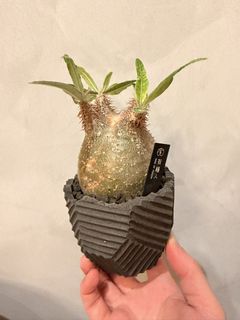 （分類：）位於 。 由 benxbenson 提交（商品編號 1461477803，圖片 1）。簡介： 。