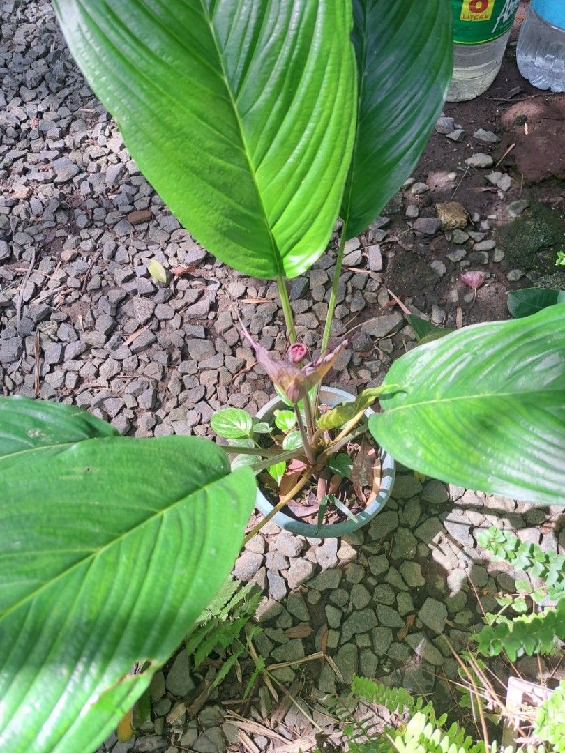 Black Bat plant (Category: Plants & Seeds) located in Cainta. Submitted by dhengskie (Listing ID 1461335135, Image 2). Description: - Vibrant, large green leaves - Healthy and potted -1st 3 pictures are for reference(mother plant) not for sale. - Thrives outdoors in sunny locations - Ideal for enhancing your living space - Ready for its new home last 3 pots available. great addition to your plant cpllection. rare!.