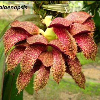 Other Orchid species and hybrids Collection item 1