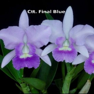 Cattleya Alliance  Collection item 1