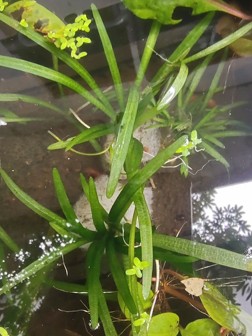 Dwarf sagittaria (Category: Homes & Other Pet Accessories) located in San Mateo. Submitted by rggnzales066300 (Listing ID 1461384146, Image 1). Description: - Healthy live aquarium plants - Great for beginner tanks - Helps keep water clean - Provides hiding spots for fish - Well-established roots - Ready to plant.