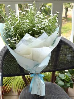 (Category: ) located in . Submitted by gentlebreezeflorals (Listing ID 1461367905, Image 1). Description: .
