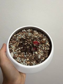 (Category: ) located in . Submitted by anotherlittleleaf (Listing ID 1461466133, Image 1). Description: .