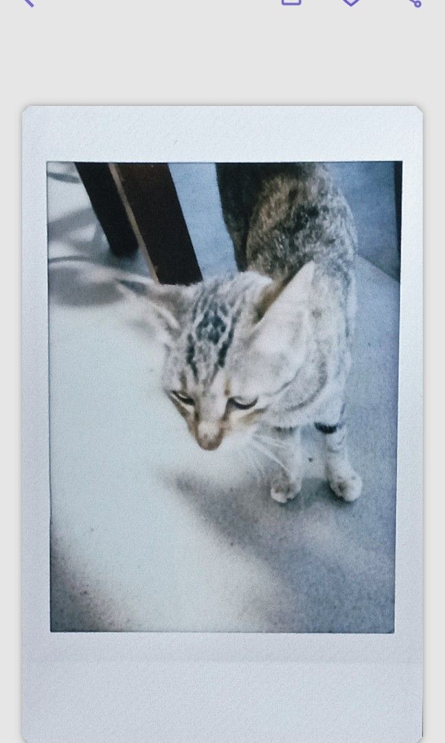 Insta X Mini 12 (Lilac) - Fujifilm (Category: Cameras) located in Caloocan City. Submitted by Pam008000 (Listing ID 1461376422, Image 2). Description: 📸 Fujifilm Instax Mini 12 (Lilac) – Used, Good Condition 💰 Price - negotiable 📍 Caloocan ✅ Fully tested, working well ✅ Includes: camera unit + battery ❌ No box, no strap Barely visible signs of use , clean and well taken care of. Great starter camera for parties, gifts, or everyday instant phot