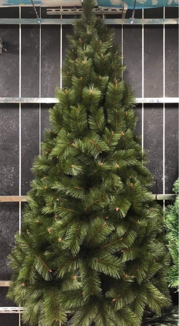 Needle Pine Christmas Tree (Category: Looking For) located in Manila. Submitted by mecagani (Listing ID 1461329682, Image 3). Description: We have 6ft to 15ft.