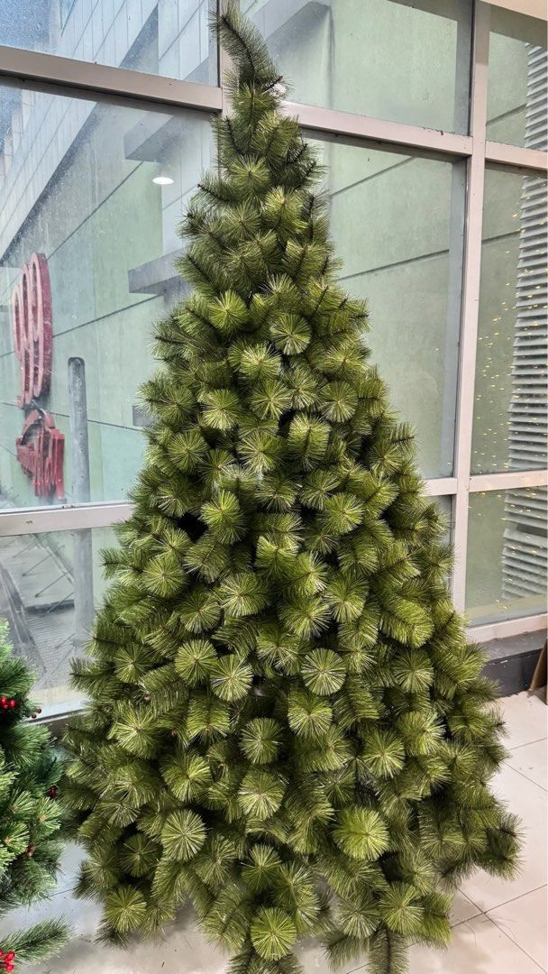 Needle Pine Christmas Tree (Category: Looking For) located in Manila. Submitted by mecagani (Listing ID 1461329682, Image 2). Description: We have 6ft to 15ft.