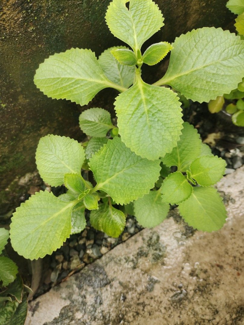Oregano plant (Category: Plants & Seeds) located in San Mateo. Submitted by rggnzales066300 (Listing ID 1461384843, Image 1). Description: - Healthy Ajwain plant for your home garden. - Features strong aromatic leaves, ideal for culinary and medicinal uses. - Very easy to grow and maintain. - Plant height is approximately 6-8 inches, a great starter size..