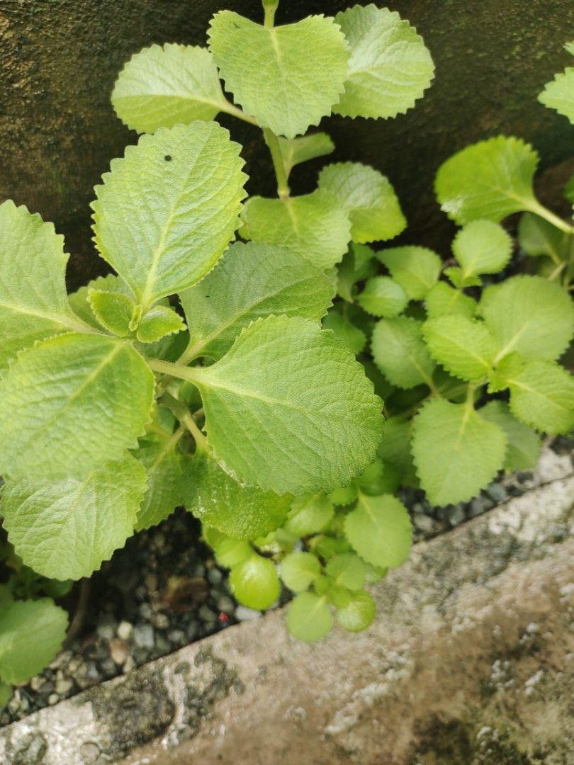 Oregano plant (Category: Plants & Seeds) located in San Mateo. Submitted by rggnzales066300 (Listing ID 1461384843, Image 2). Description: - Healthy Ajwain plant for your home garden. - Features strong aromatic leaves, ideal for culinary and medicinal uses. - Very easy to grow and maintain. - Plant height is approximately 6-8 inches, a great starter size..