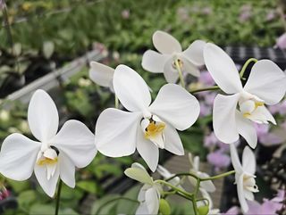 Novelty Phalaenopsis and Phalaenopsis species Collection item 1