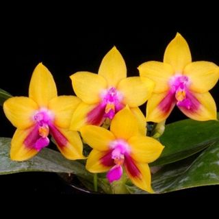 Novelty Phalaenopsis and Phalaenopsis species Collection item 2
