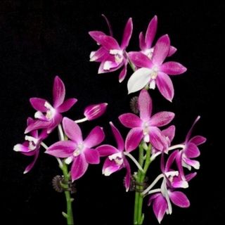 Novelty Phalaenopsis and Phalaenopsis species Collection item 3