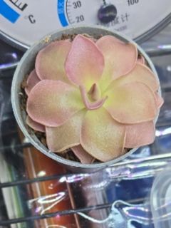 （分類：）位於 。 由 amy2174 提交（商品編號 1450403906，圖片 1）。簡介： 。