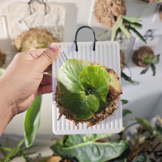(Category: ) located in . Submitted by d.botanics (Listing ID 1461401088, Image 1). Description: .