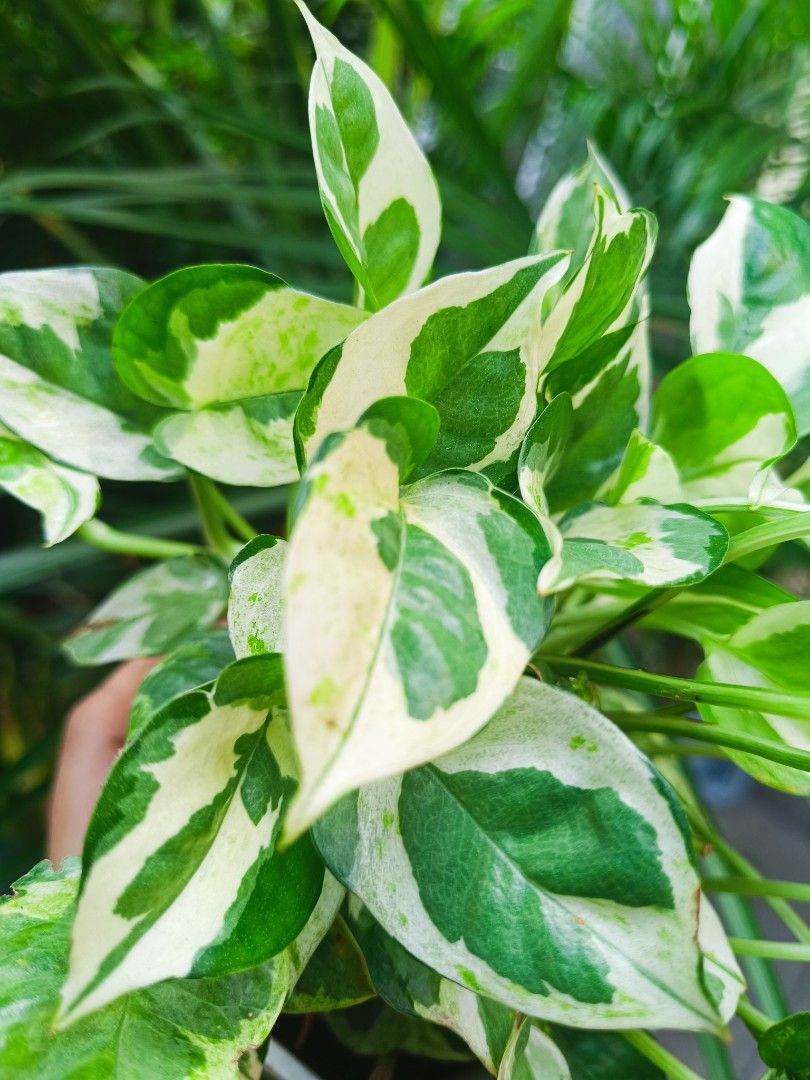 Pothos N Joy Plant in Pot (Category: Plants & Seeds) located in Manila. Submitted by mecaart (Listing ID 1461412891, Image 1). Description: - Healthy Pothos N Joy plant - Beautiful variegated leaves - Comes in a stylish white geometric pot - Very easy to care for, ideal for beginners - Adds a touch of green to any room - Versatile: perfect for hanging or trailing - Well-rooted and ready for its new home.