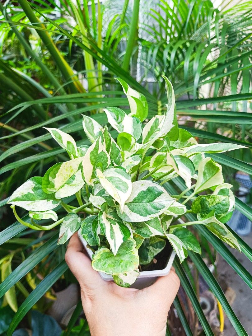 Pothos N Joy Plant in Pot (Category: Plants & Seeds) located in Manila. Submitted by mecaart (Listing ID 1461412891, Image 3). Description: - Healthy Pothos N Joy plant - Beautiful variegated leaves - Comes in a stylish white geometric pot - Very easy to care for, ideal for beginners - Adds a touch of green to any room - Versatile: perfect for hanging or trailing - Well-rooted and ready for its new home.