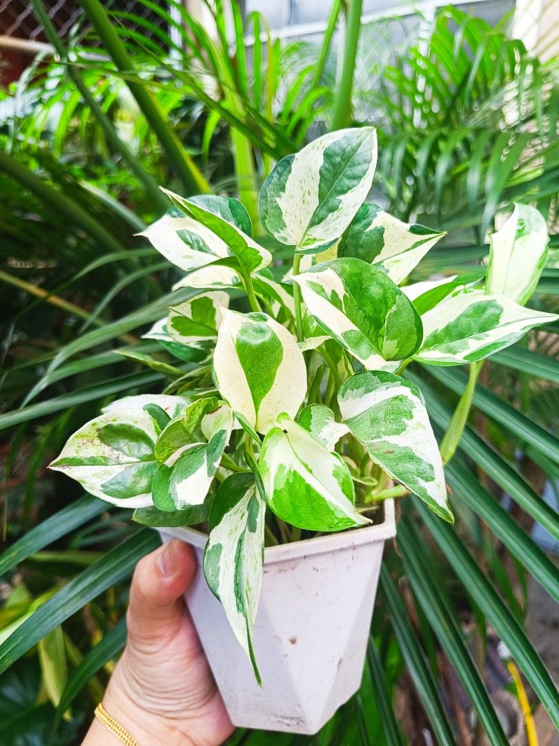 Pothos N Joy Plant in Pot (Category: Plants & Seeds) located in Manila. Submitted by mecaart (Listing ID 1461412891, Image 2). Description: - Healthy Pothos N Joy plant - Beautiful variegated leaves - Comes in a stylish white geometric pot - Very easy to care for, ideal for beginners - Adds a touch of green to any room - Versatile: perfect for hanging or trailing - Well-rooted and ready for its new home.