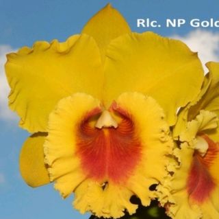 Cattleya Alliance  Collection item 2