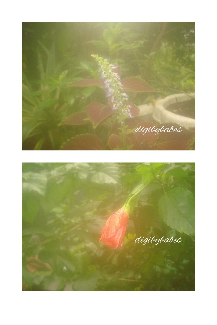 SONY CYBERSHOT DSC-W55 DIGITAL CAMERA DIGICAM (Category: Cameras) located in Manila. Submitted by jade_snap (Listing ID 1461505838, Image 3). Description: ✧⁠* SONY CYBERSHOT DSC-W55 ♡ ₱1,999 🩰Specs: *.' 7.2 MP *.' 3x optical zoom *.' ISO 80 to 1000 *.' CCD sensor 🎞️ Condition: ७९ all buttons are working, zoom, flash, video and audio ७९ body condition: 9/10 ७९ issue: hazy output (need lens cleaning) 👛 Ready to use! ७९ Inclusions: unit, sd card,