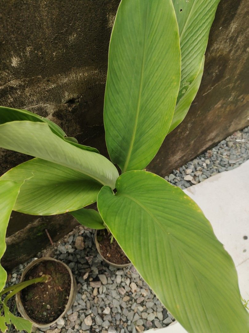 Turmeric plant (Category: Plants & Seeds) located in San Mateo. Submitted by rggnzales066300 (Listing ID 1461384656, Image 2). Description: - Healthy turmeric plant - Large, vibrant green leaves - Comes in a pot, ready for a new home - Perfect for your garden or kitchen - Easy to care for.