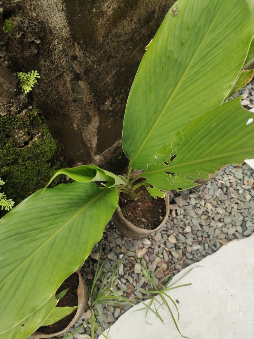 Turmeric plant (Category: Plants & Seeds) located in San Mateo. Submitted by rggnzales066300 (Listing ID 1461384656, Image 3). Description: - Healthy turmeric plant - Large, vibrant green leaves - Comes in a pot, ready for a new home - Perfect for your garden or kitchen - Easy to care for.