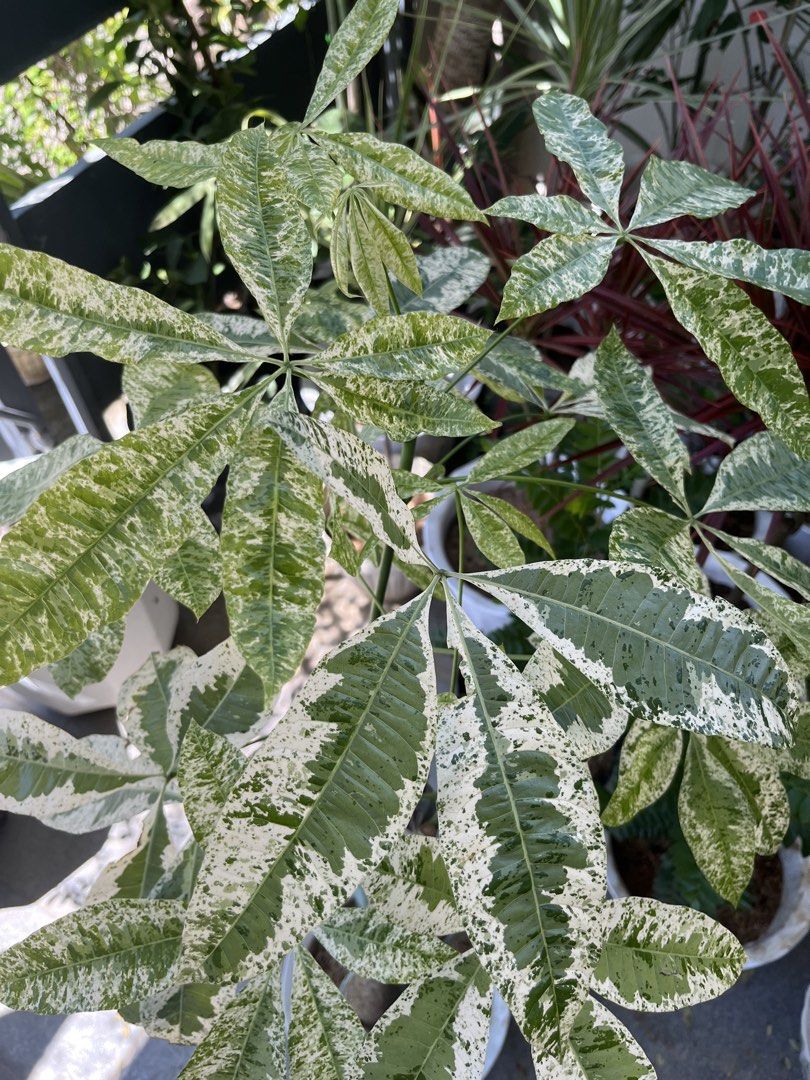 Variegated money tree (Category: Plants & Seeds) located in Manila. Submitted by lersonbrie (Listing ID 1461408672, Image 2). Description: 46inches tall, almost 4ft, lush, in white pot.