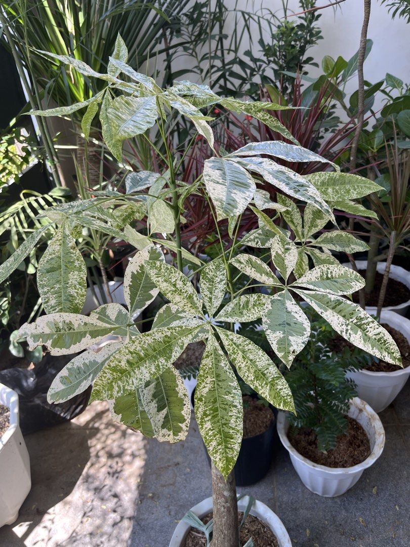 Variegated money tree (Category: Plants & Seeds) located in Manila. Submitted by lersonbrie (Listing ID 1461408672, Image 1). Description: 46inches tall, almost 4ft, lush, in white pot.