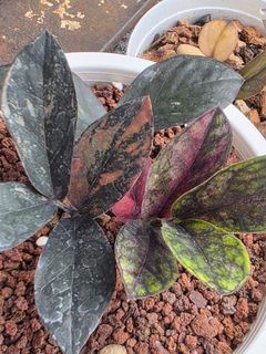 (Category: ) located in . Submitted by greenscape (Listing ID 1461557139, Image 1). Description: .