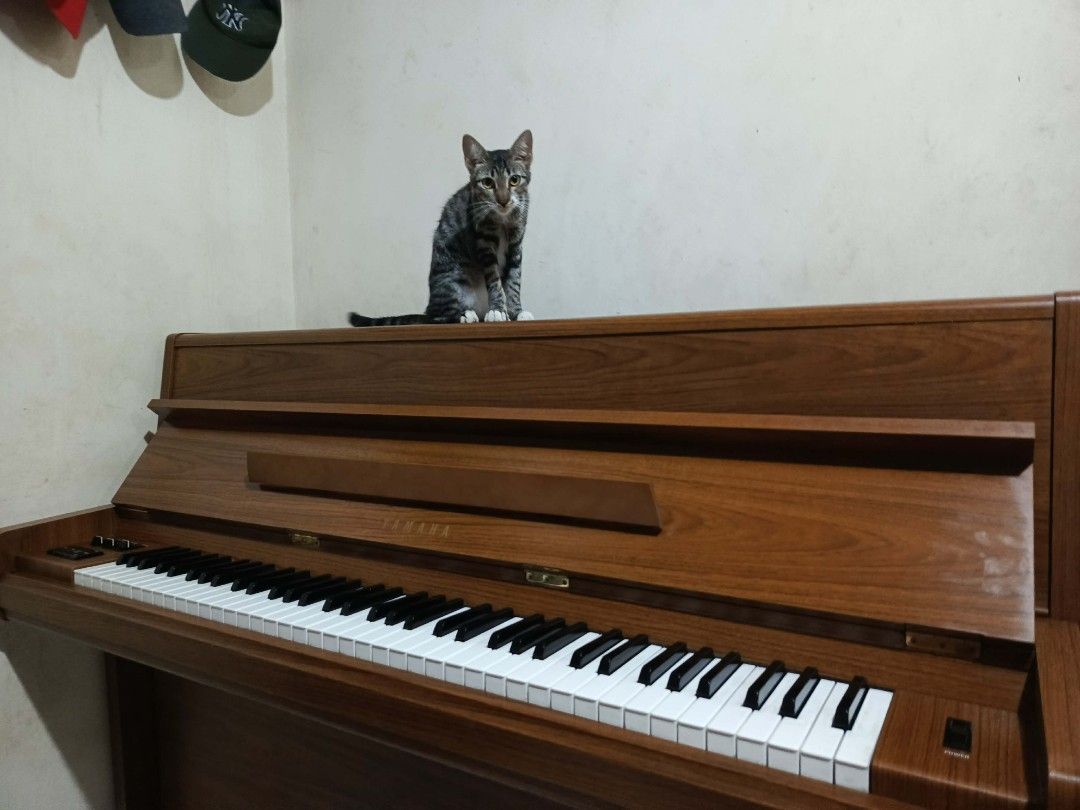 Yamaha Upright Piano (w/ issue) (Category: Musical Instruments) located in Manila. Submitted by gilll_09 (Listing ID 1461497497, Image 2). Description: Yamaha E201B (76 keys) 110V Good finish, like new Issue: no sound (volume slider need to be fix) .