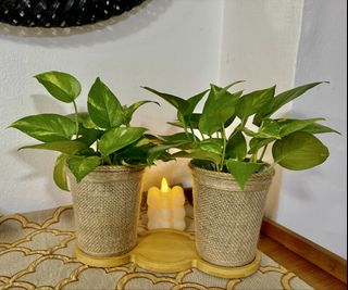 (Category: ) located in . Submitted by 41tulips (Listing ID 1461643186, Image 1). Description: .