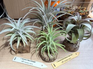 （分類：）位於 。 由 hkplanta 提交（商品編號 1461758142，圖片 1）。簡介： 。