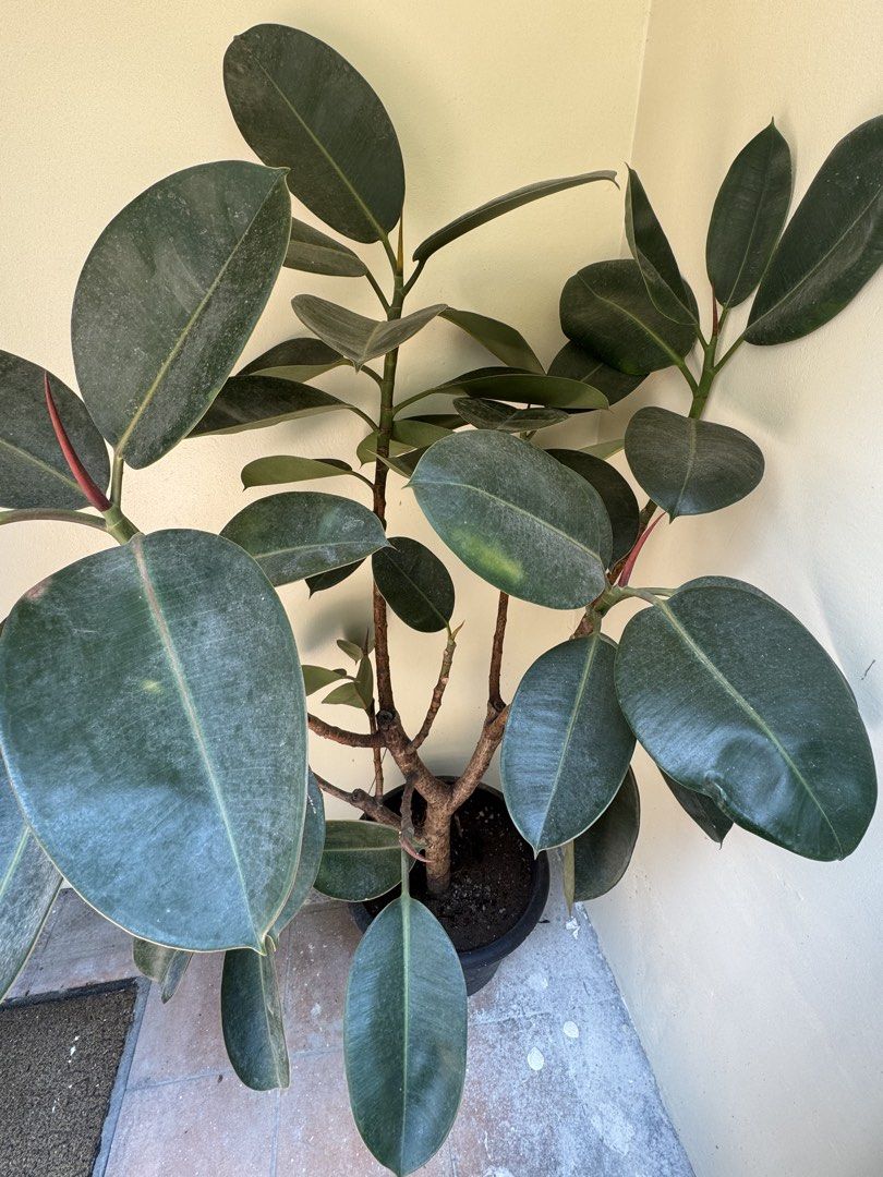 4.5ft Rubber plant (Category: Looking For) located in San Juan City. Submitted by sageberries (Listing ID 1461629034, Image 3). Description: .