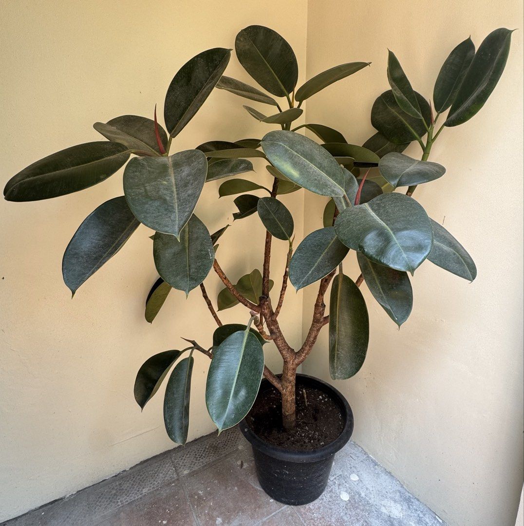 4.5ft Rubber plant (Category: Looking For) located in San Juan City. Submitted by sageberries (Listing ID 1461629034, Image 1). Description: .