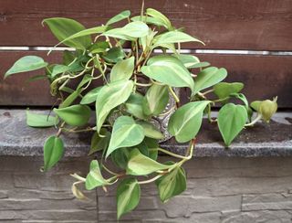 （分類：）位於 。 由 lc128 提交（商品編號 1461571235，圖片 1）。簡介： 。