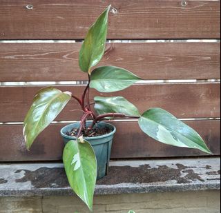 （分類：）位於 。 由 lc128 提交（商品編號 1461569976，圖片 1）。簡介： 。
