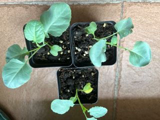 （分類：）位於 。 由 cloudy.202209 提交（商品編號 1461685450，圖片 1）。簡介： 。