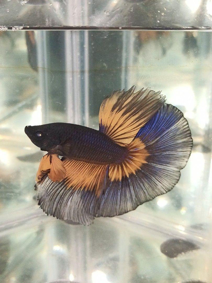 Betta Fish Food & Accessories (Category: Pet Food) located in Manila. Submitted by angelotadeo15 (Listing ID 1461729277, Image 2). Description: 📍 North Caloocan 📦 Can ship nationwide pm for more infos! 🙂🐟.